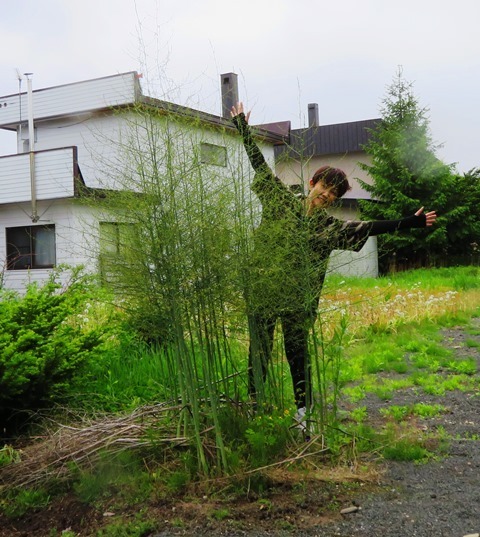 20220529アスパラ.JPG