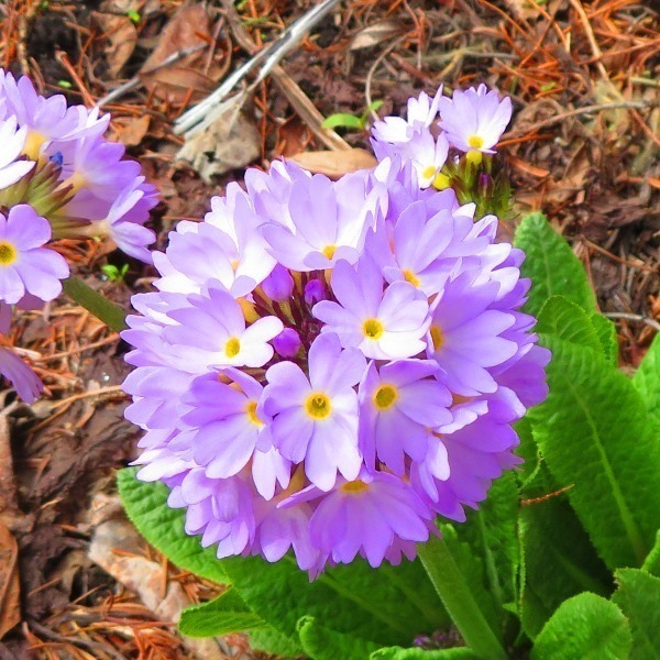 20230429この花の名前は.jpg