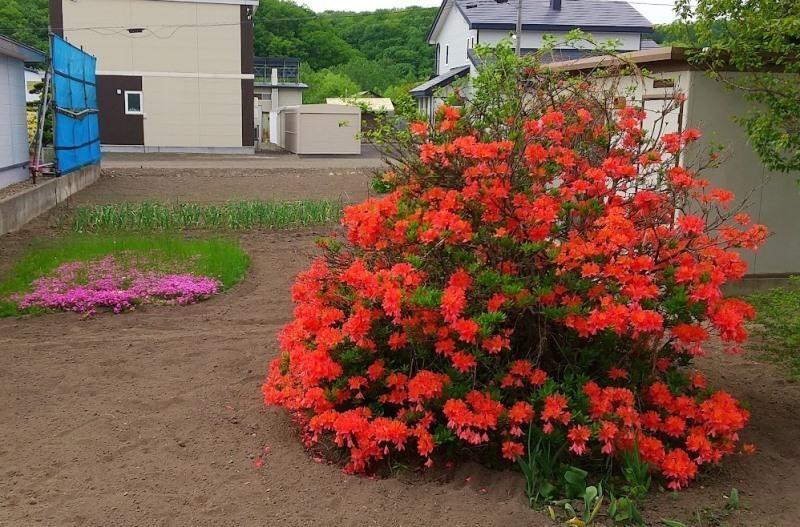 20230528つつじ.jpg