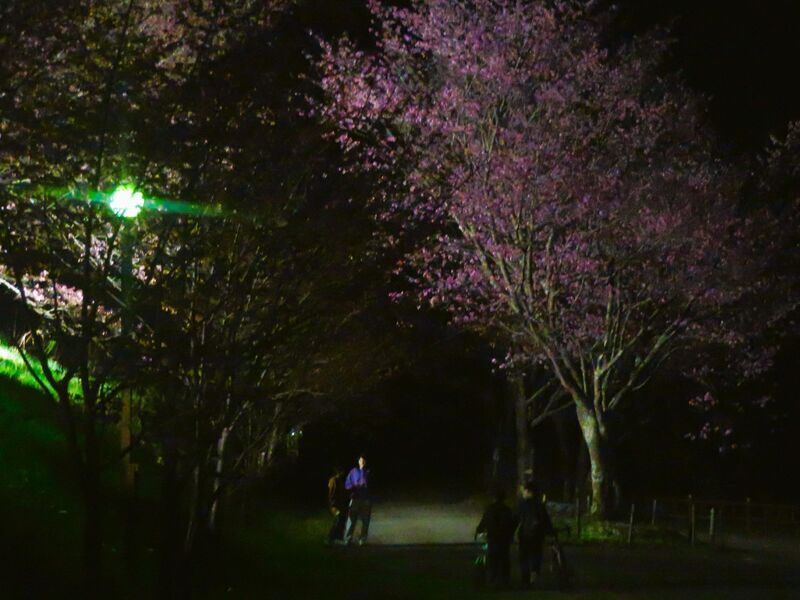 20240502夜桜 (1).jpg