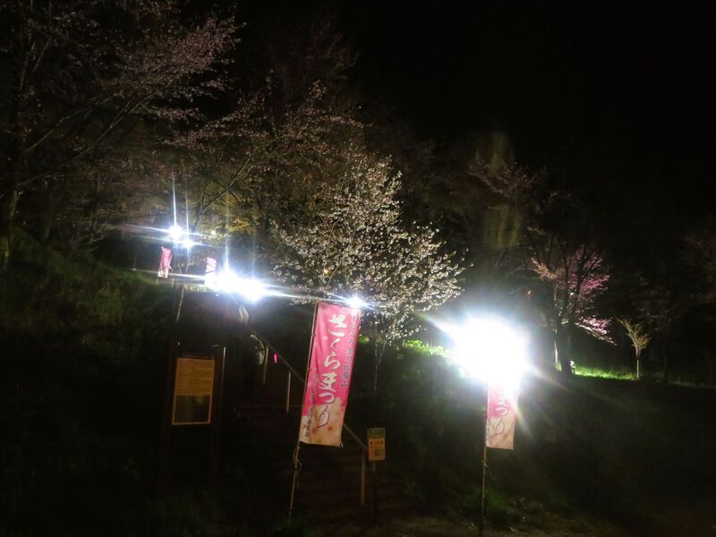 20240502夜桜 (6).jpg