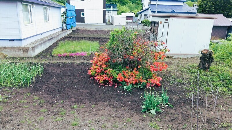20240531つつじ.jpg