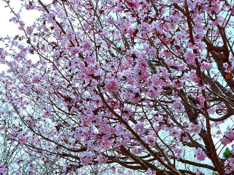 20250506_085100.jpg