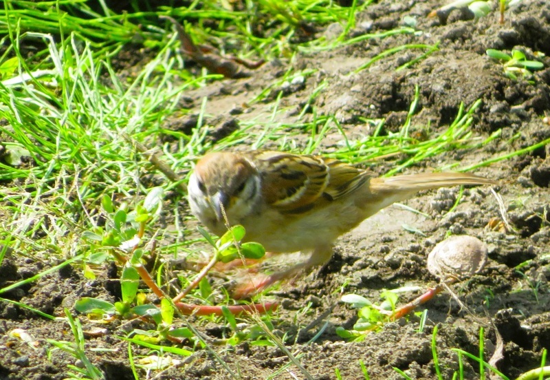 IMG_6533.JPG