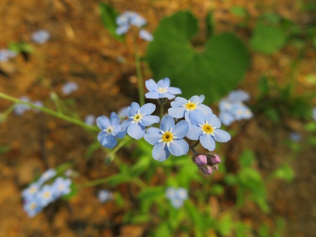 IMG_8288.JPG