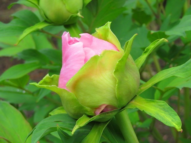 IMG_8521.JPG
