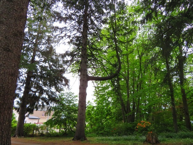IMG_8676.JPG